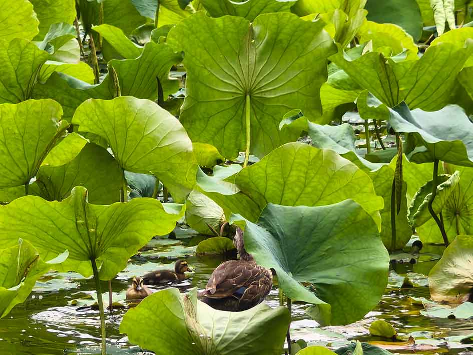 杭州植物园